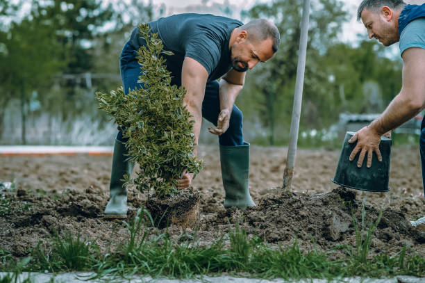 Professional Tree Service in Fairfax, SC